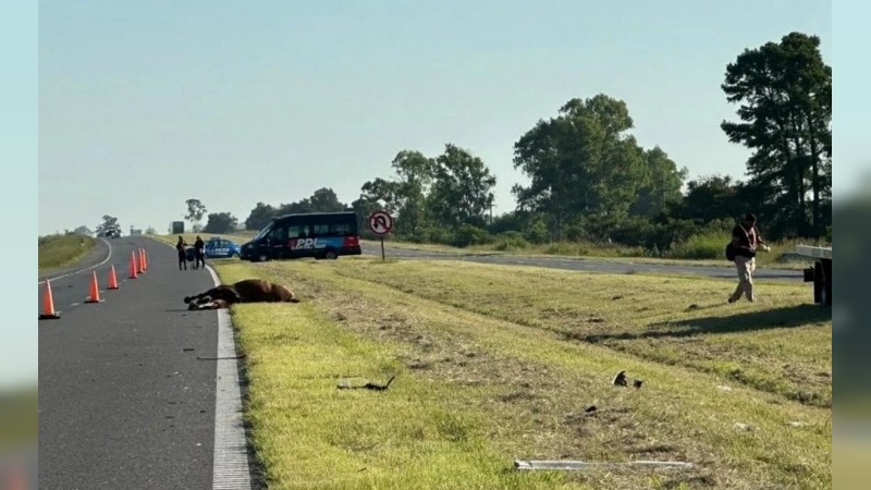 Murió el conductor que chocó contra un caballo en la autopista Rosario–Santa Fe
