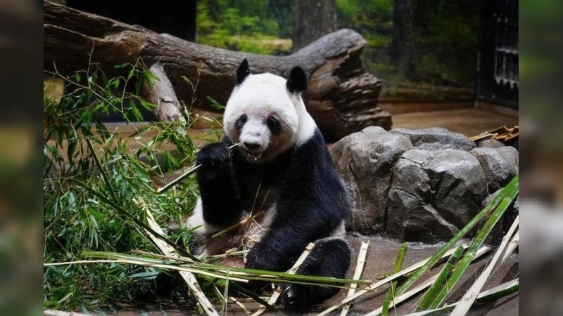 Partieron hacia China los últimos dos pandas que estaban en Japón
