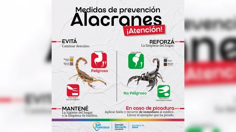 Recomiendan medidas a adoptar para evitar el riesgo de la picadura de alacranes