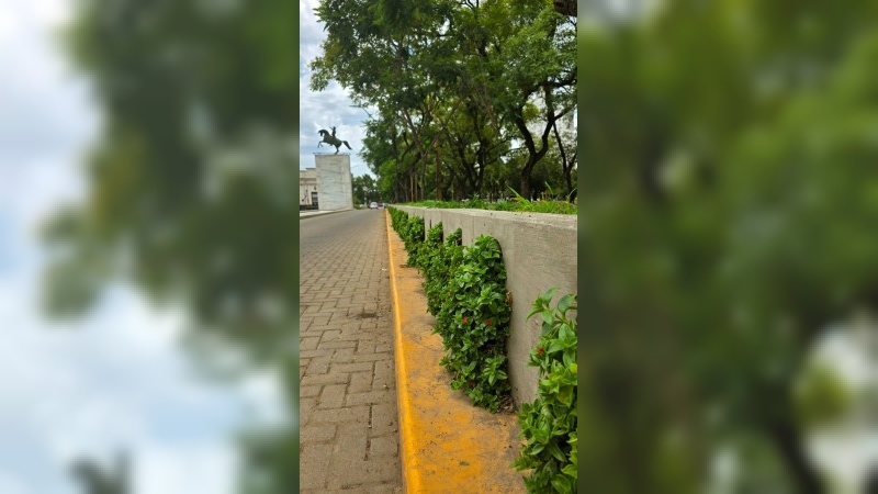 San Francisco inicia el año con remplazo de plantas para embellecer la ciudad