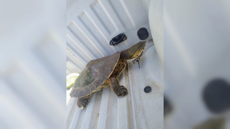 Rescataron una tortuga acuática herida en barrio San Cayetano