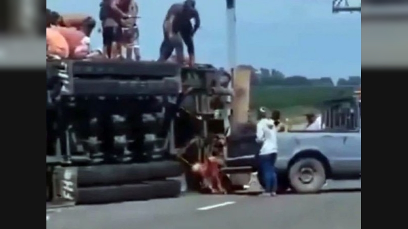 Pergamino: un camión que transportaba ganado volcó, el conductor murió y los vecinos faenaron a los animales