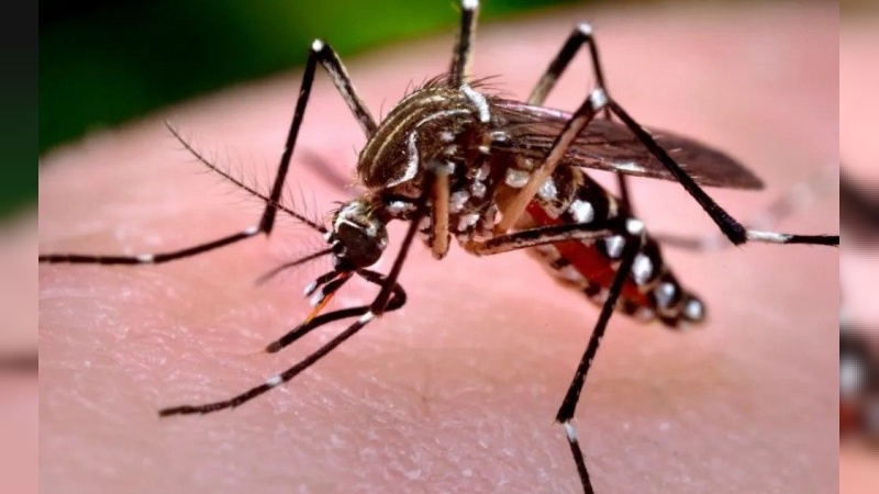 Salud confirmó tres casos autóctonos de chikungunya en la ciudad de Córdoba