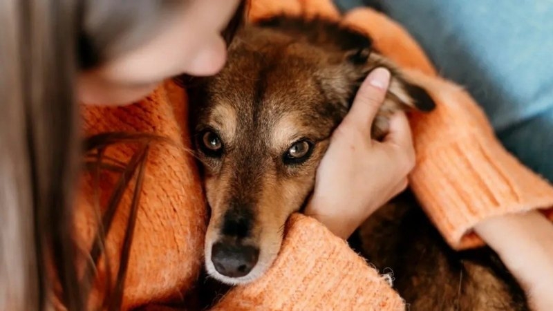 Italia, primer país del mundo en otorgar licencias laborales para cuidar mascotas enfermas