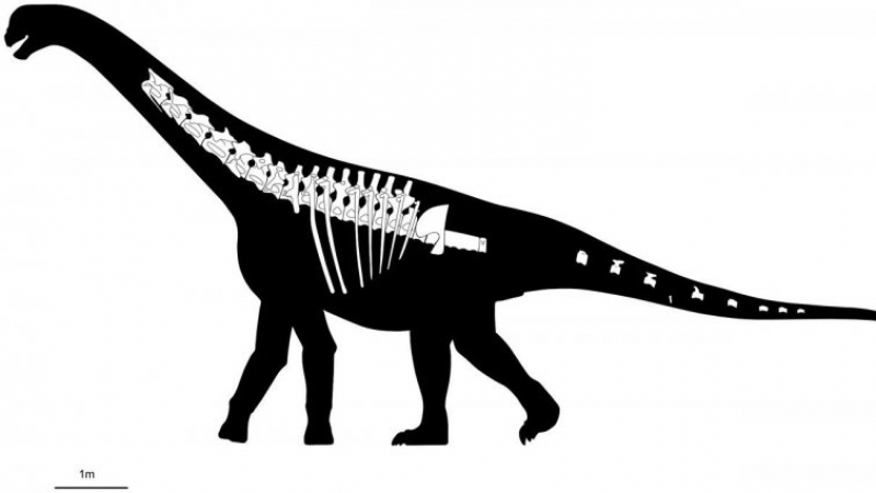 Descubren en Chubut un nuevo dinosaurio: qué se sabe del Bicharracosaurus