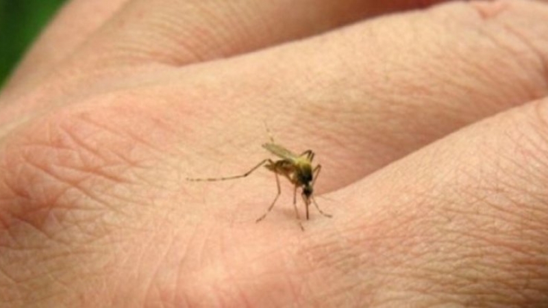 Sigue la alerta por la fiebre chikungunya: hubo 268 casos nuevos