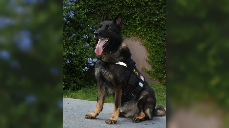 Se retira Buster, el perro nacido en la FPA  con  344 intervenciones positivas