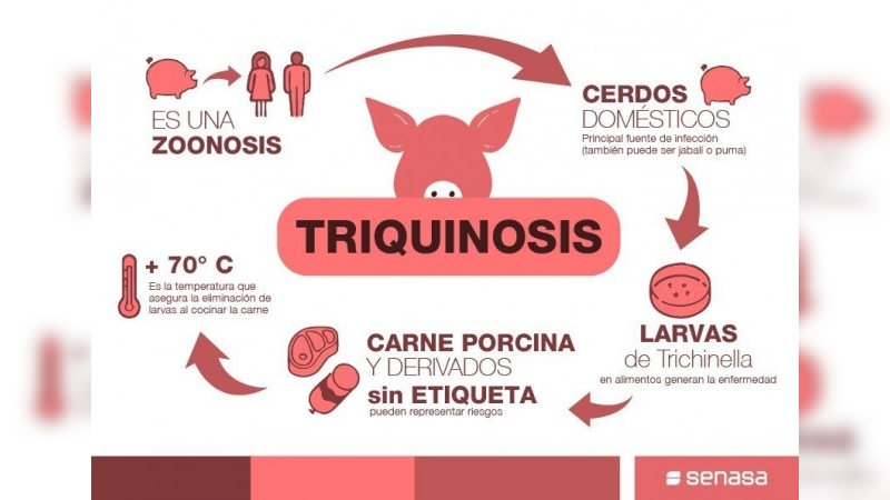 Detectan un brote de triquinosis, con seis casos en Salsipuedes y otros aislados en el interior