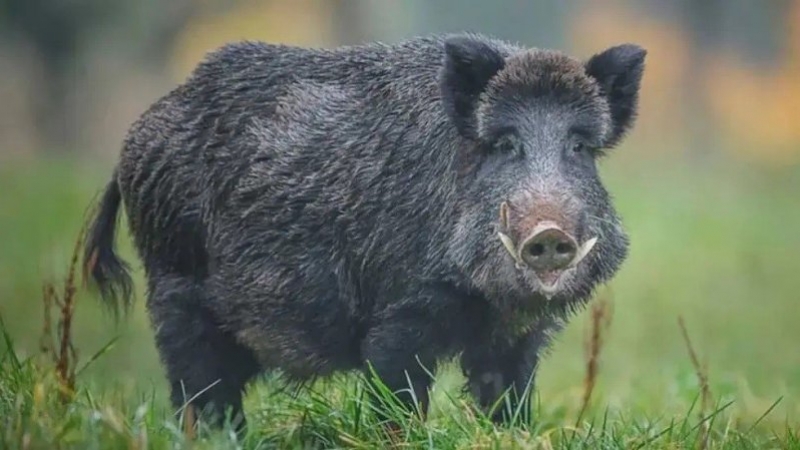 Confirman 23 casos de triquinosis en Córdoba: investigan tres brotes, uno por el consumo de carne de jabalí
